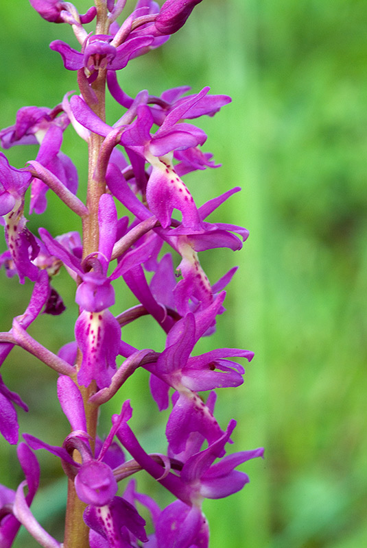 Chiedo conferma per Orchis mascula x Orchis provincialis